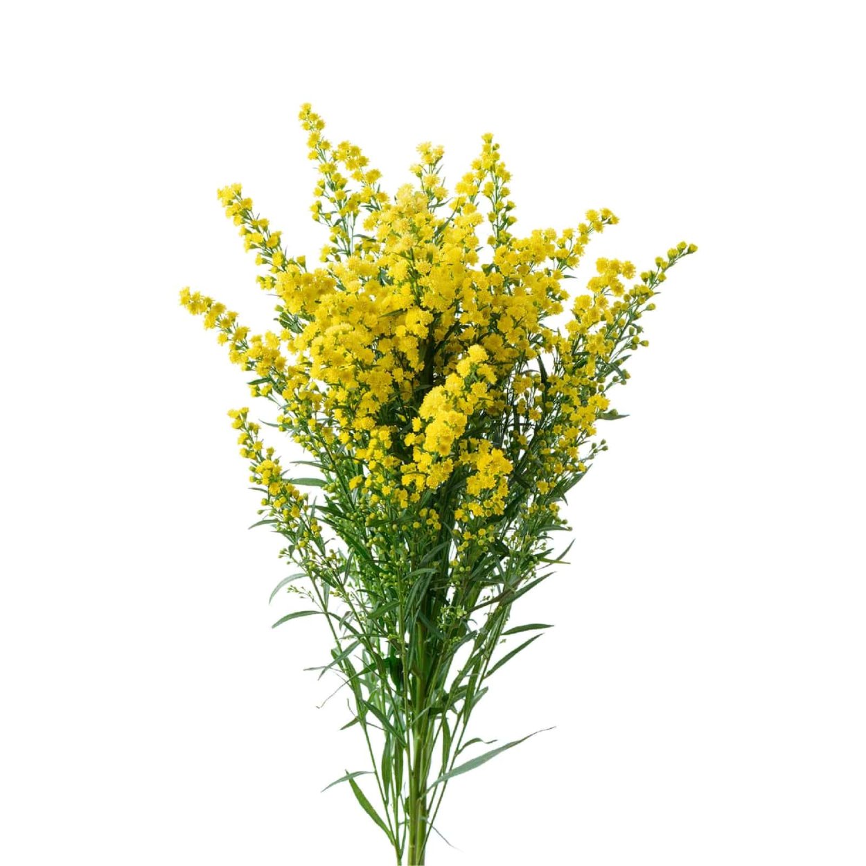 Золотарник гибридный солидаго