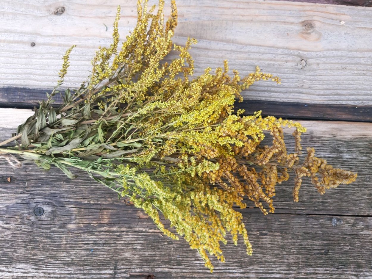 Золотарник обыкновенный сушеный