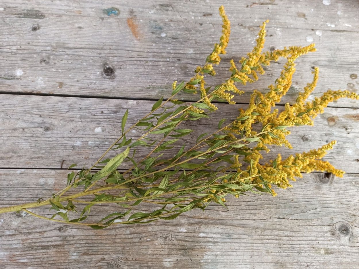 Золотарник сухоцвет