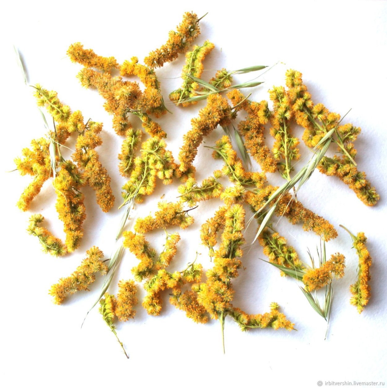 Солидаго Цитронелла