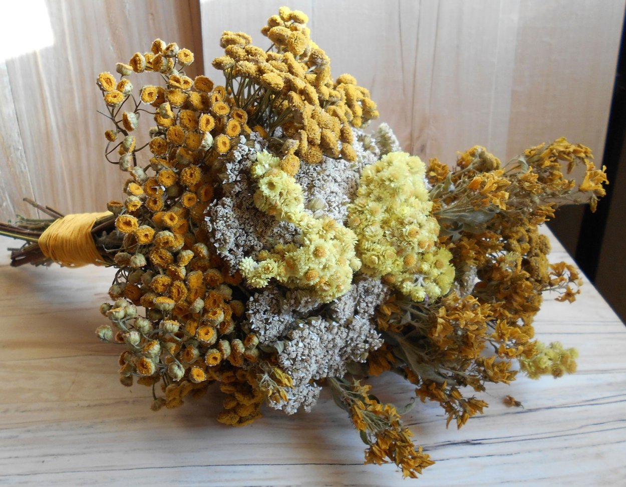 Золотарник Европейский