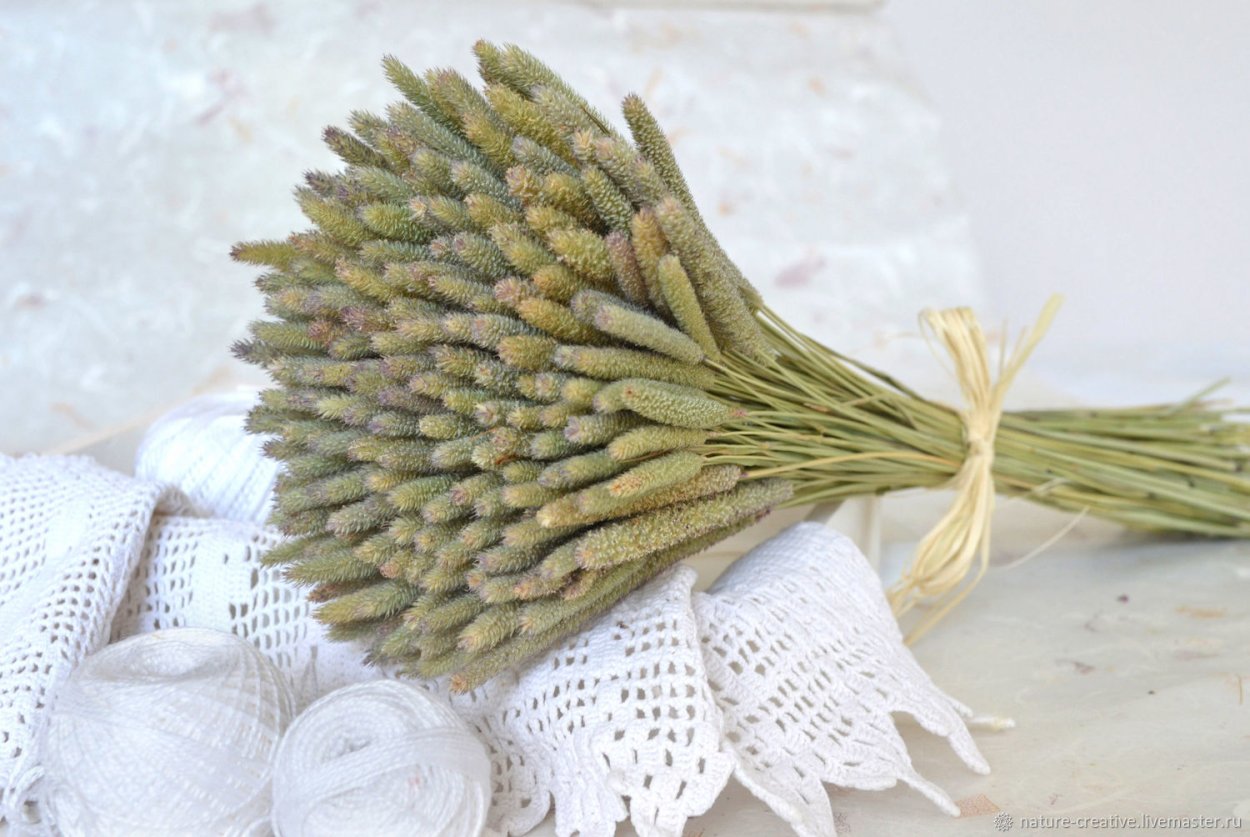 Золотарник Мимоза