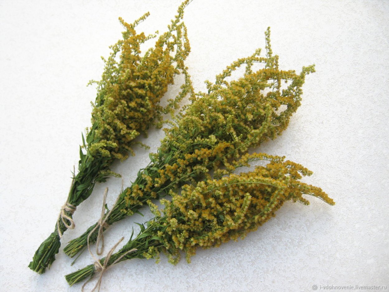 Золотарник солидаго