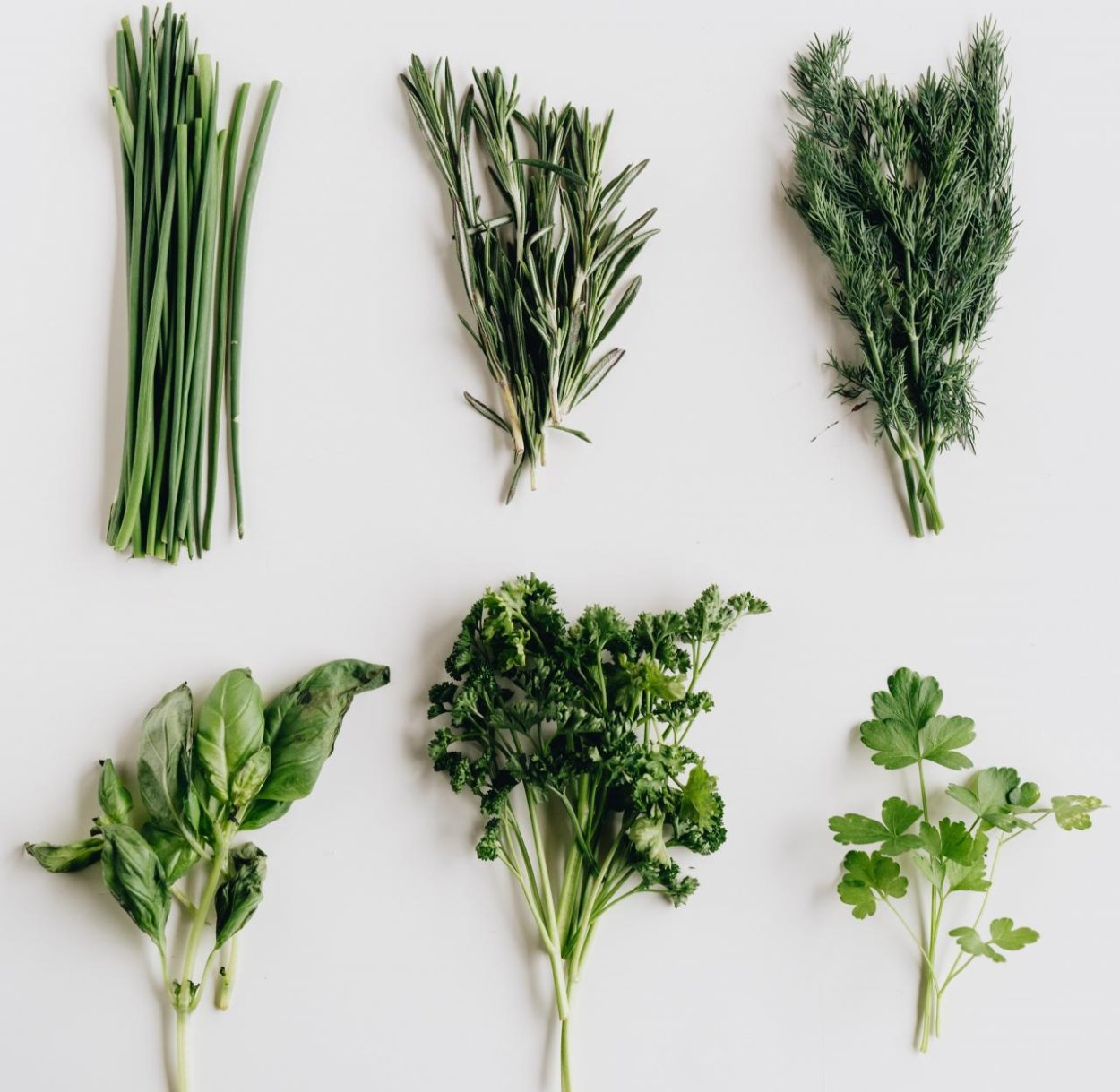 Щитолистник почвопокровный