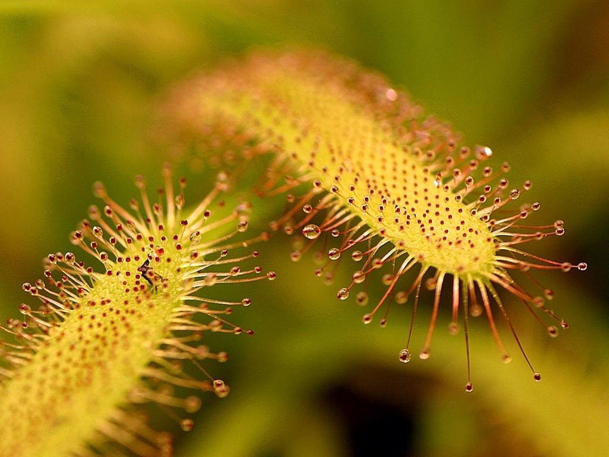 Гипсофила Лесная