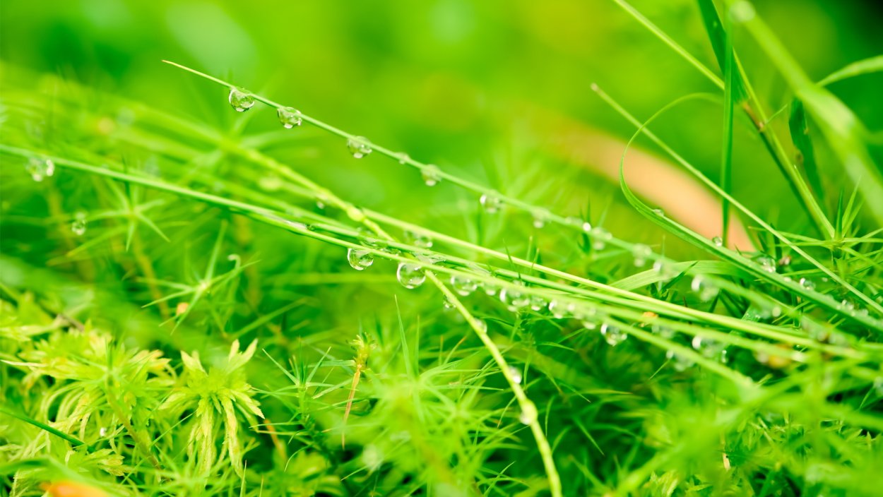 Трава паттерн