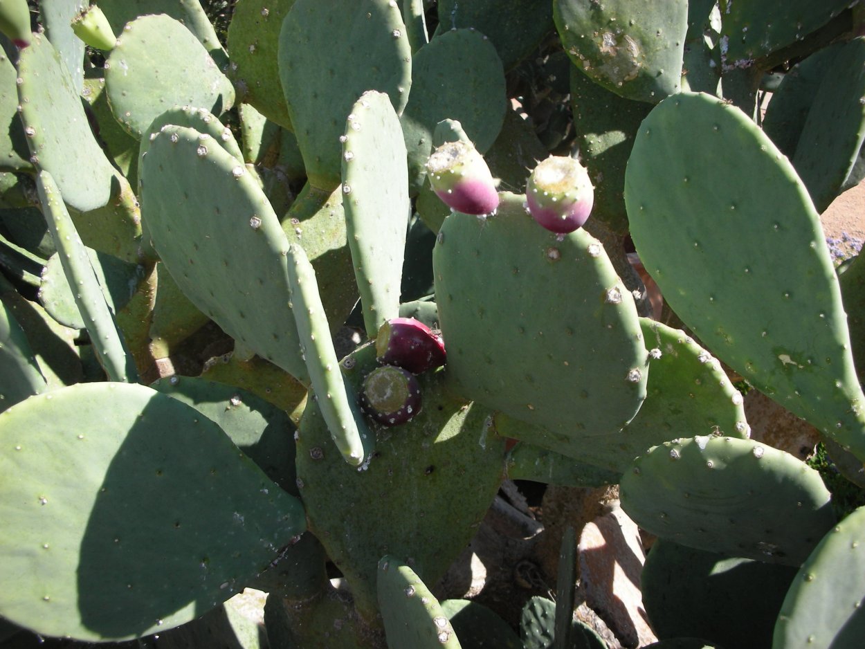 Опунция монаканта Вариегата