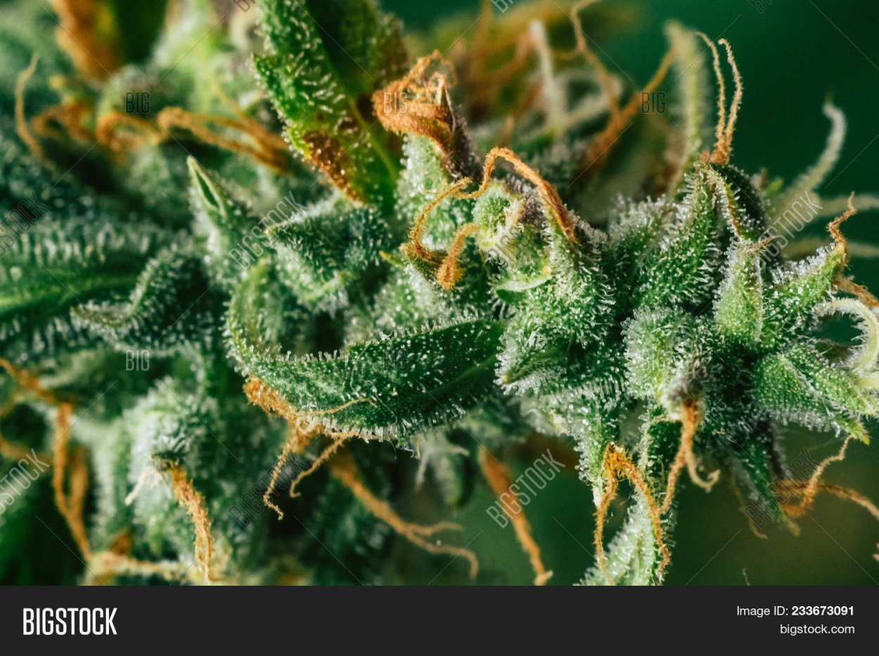 Сорная трава дерн