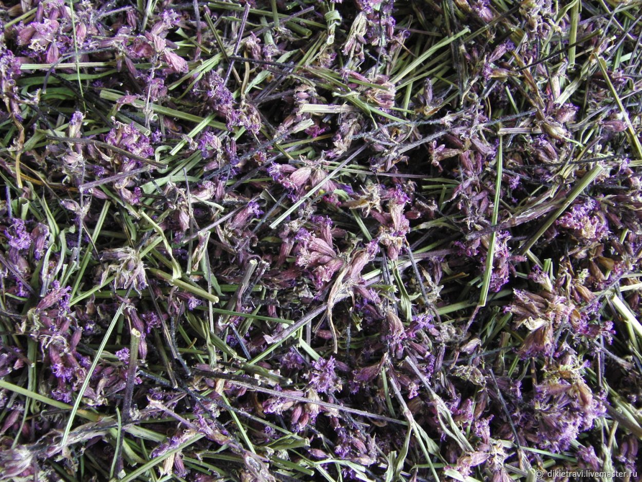 Трава сон Дрема