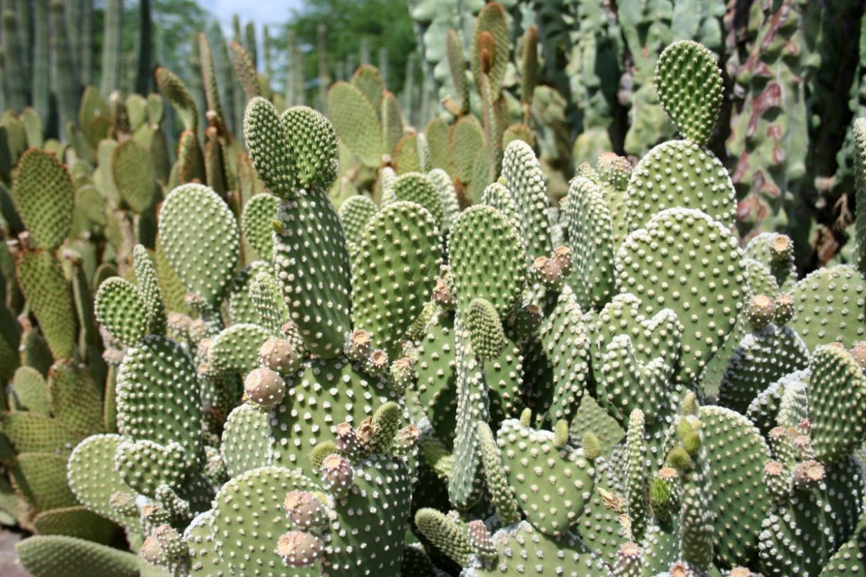Opuntia monacantha f. monstruosa