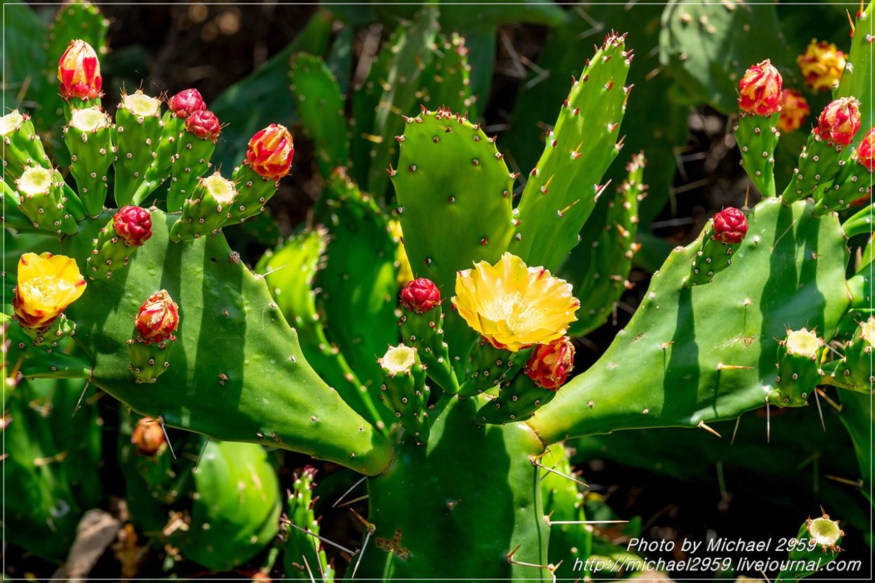 Опунция обыкновенная вульгарис