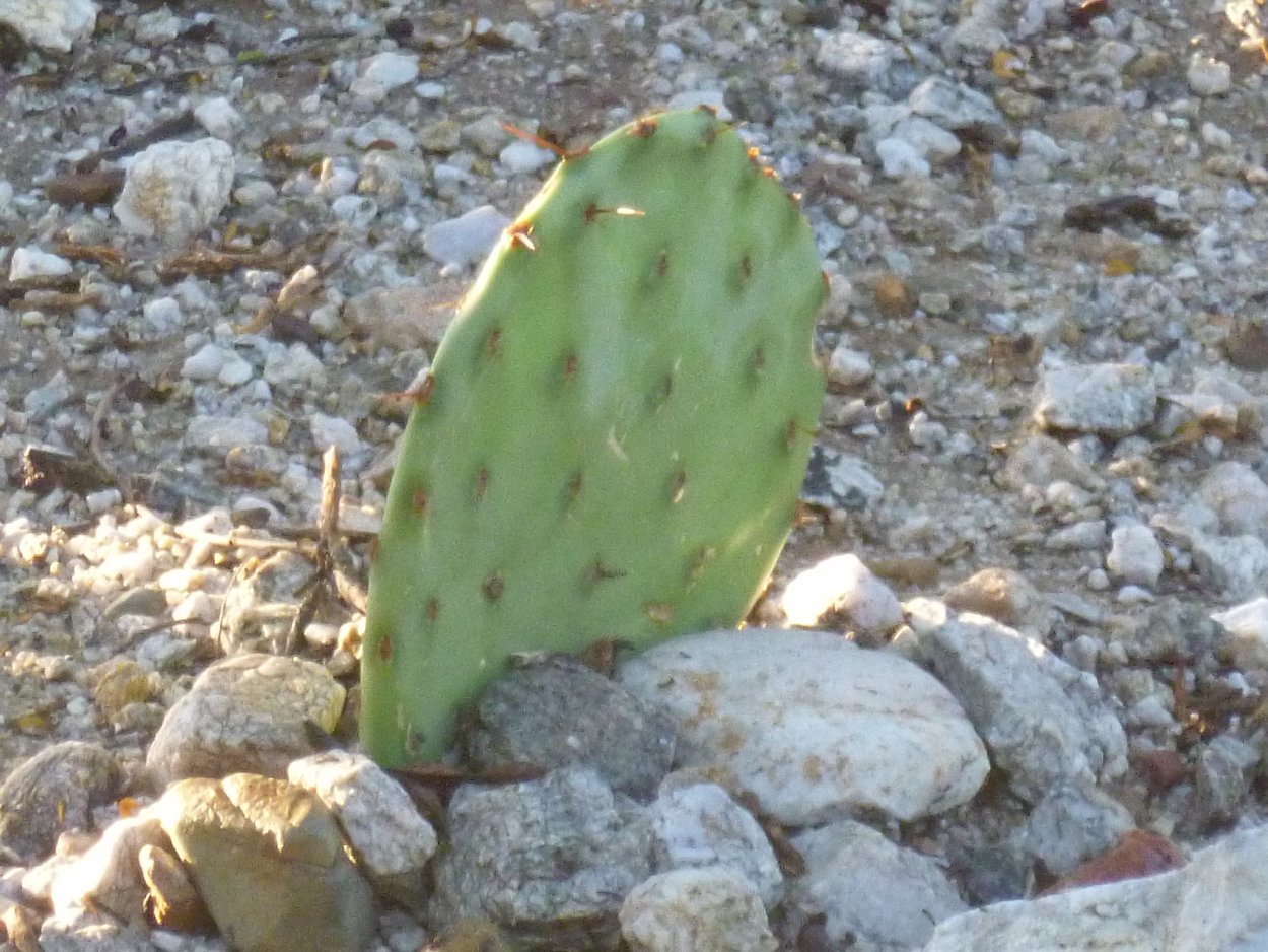 Опунция одноколючковая