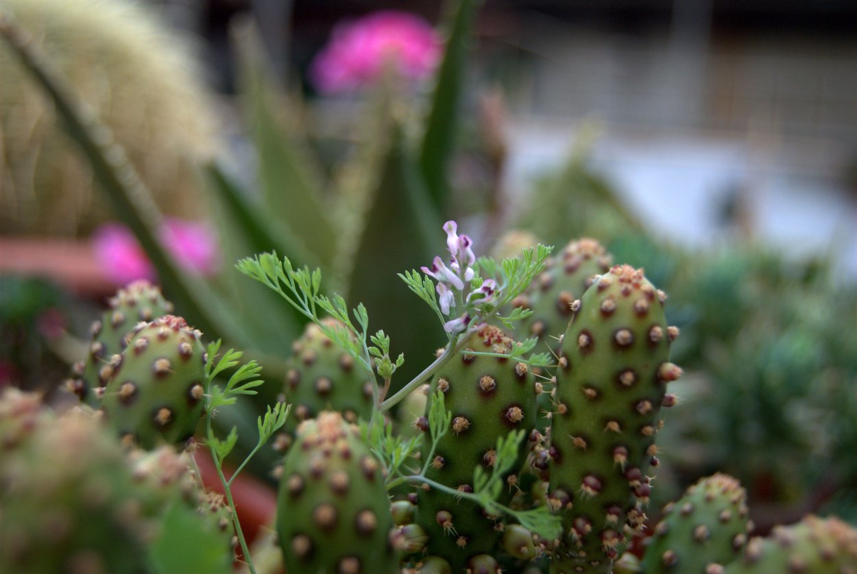 Опунция монаканта Вариегата