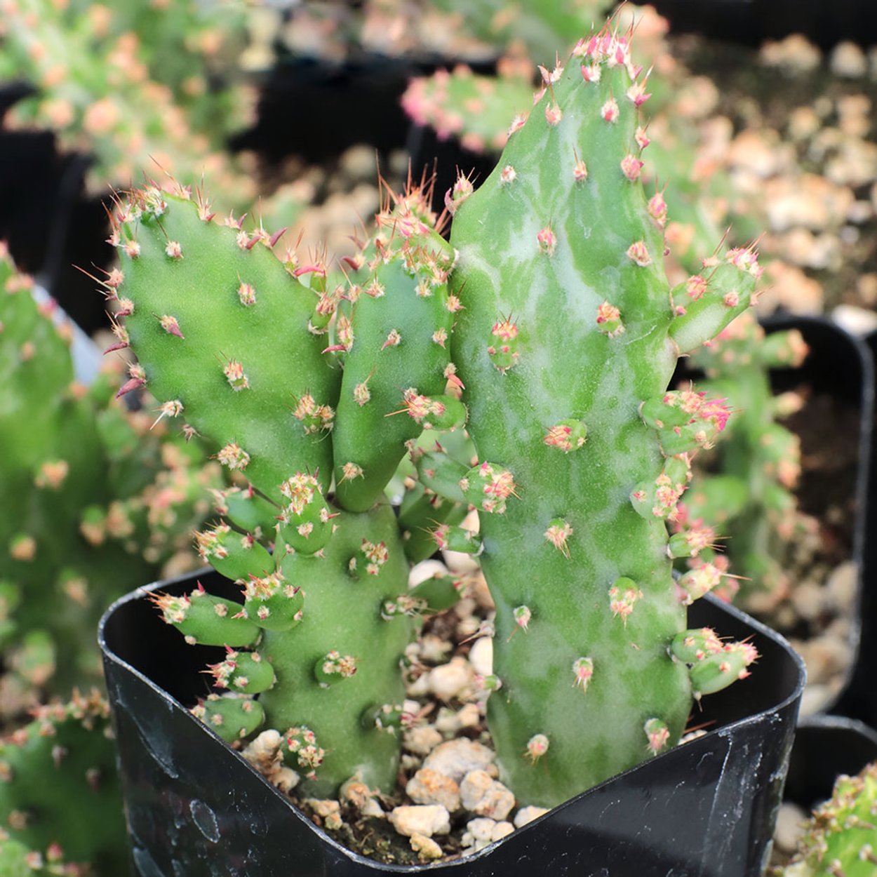 Opuntia monacantha variegata (опунция)
