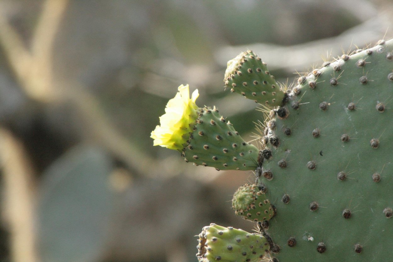 Опунция Сальма монакента