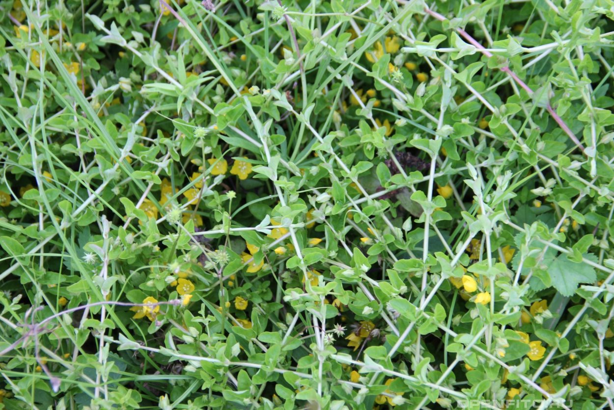 Бошки нарко