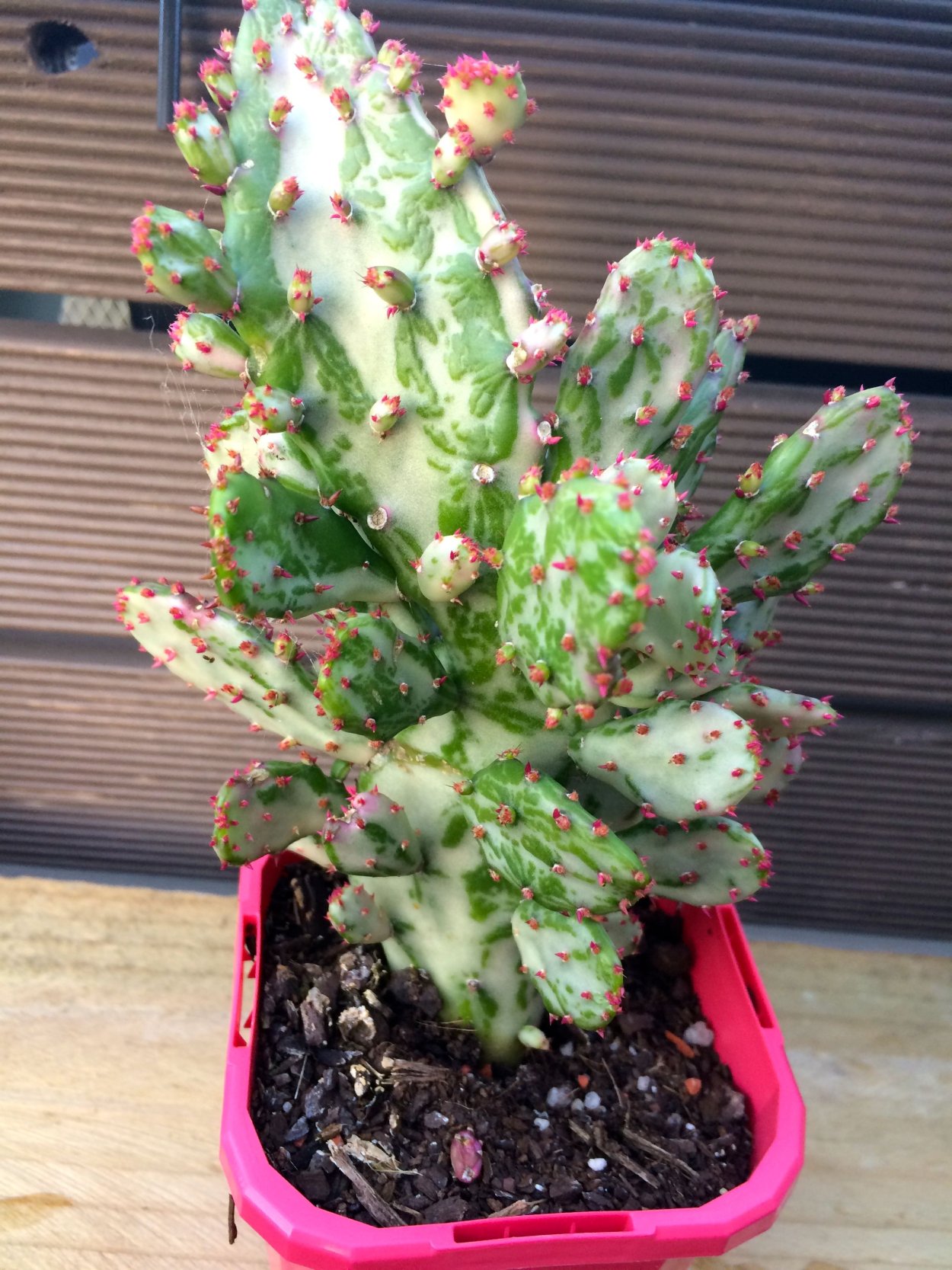 Опунция (Opuntia) (40 см)