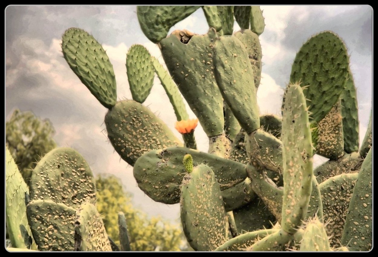 Opuntia dillenii