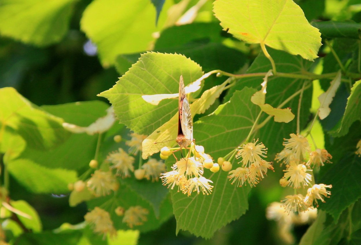 Дикий кервель