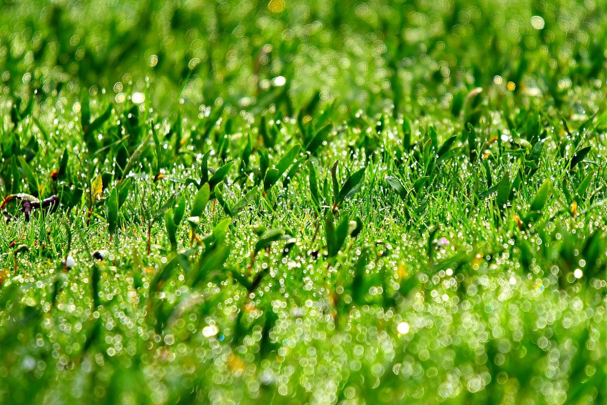 Трава на прозрачном фоне