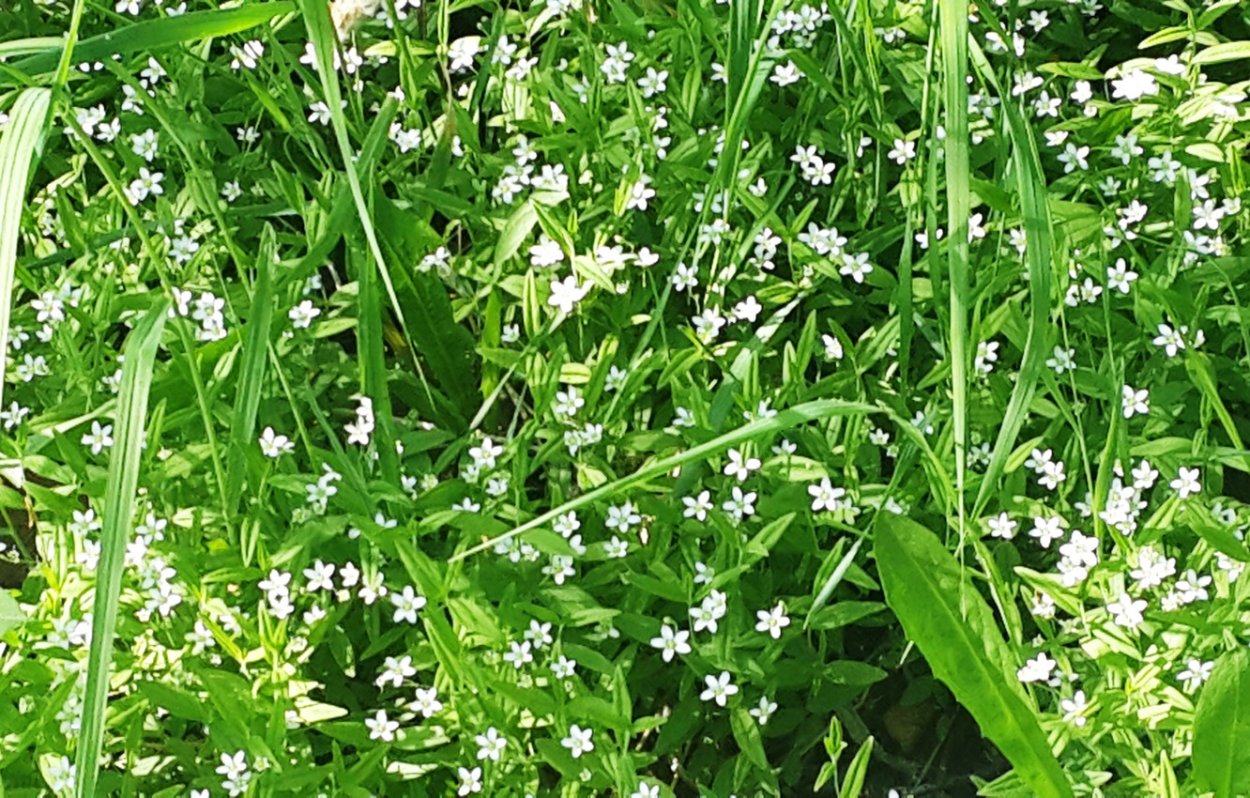 Сныть пырей осот