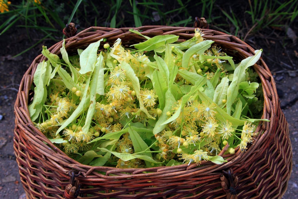 Мятлик Луговой