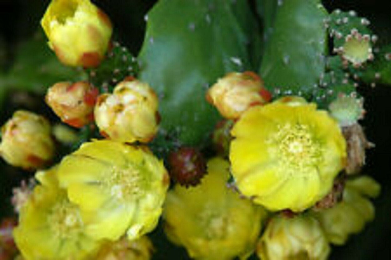 Opuntia monacantha variegata (опунция)