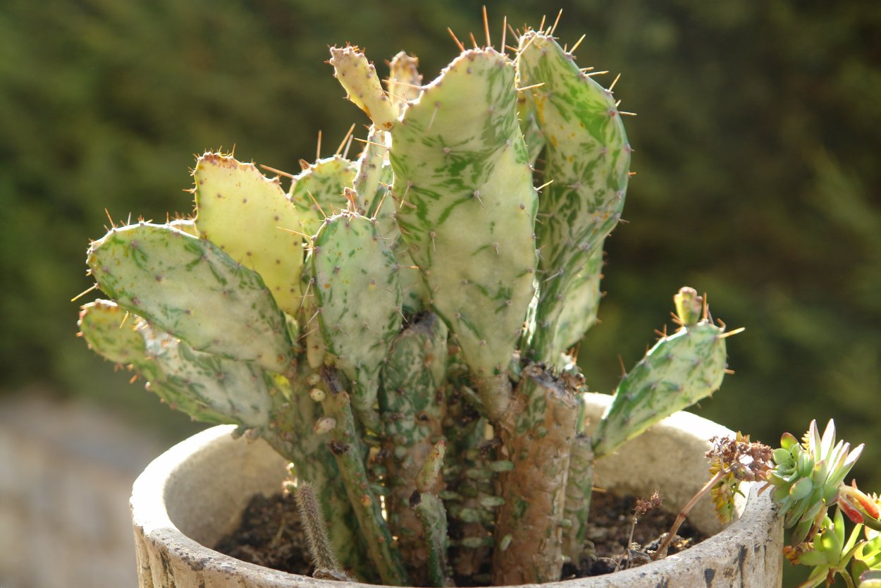 Opuntia monacantha variegata (опунция)