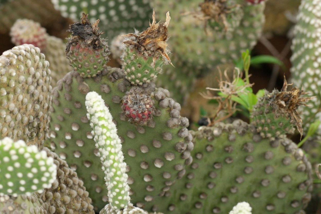 Опунция розовая