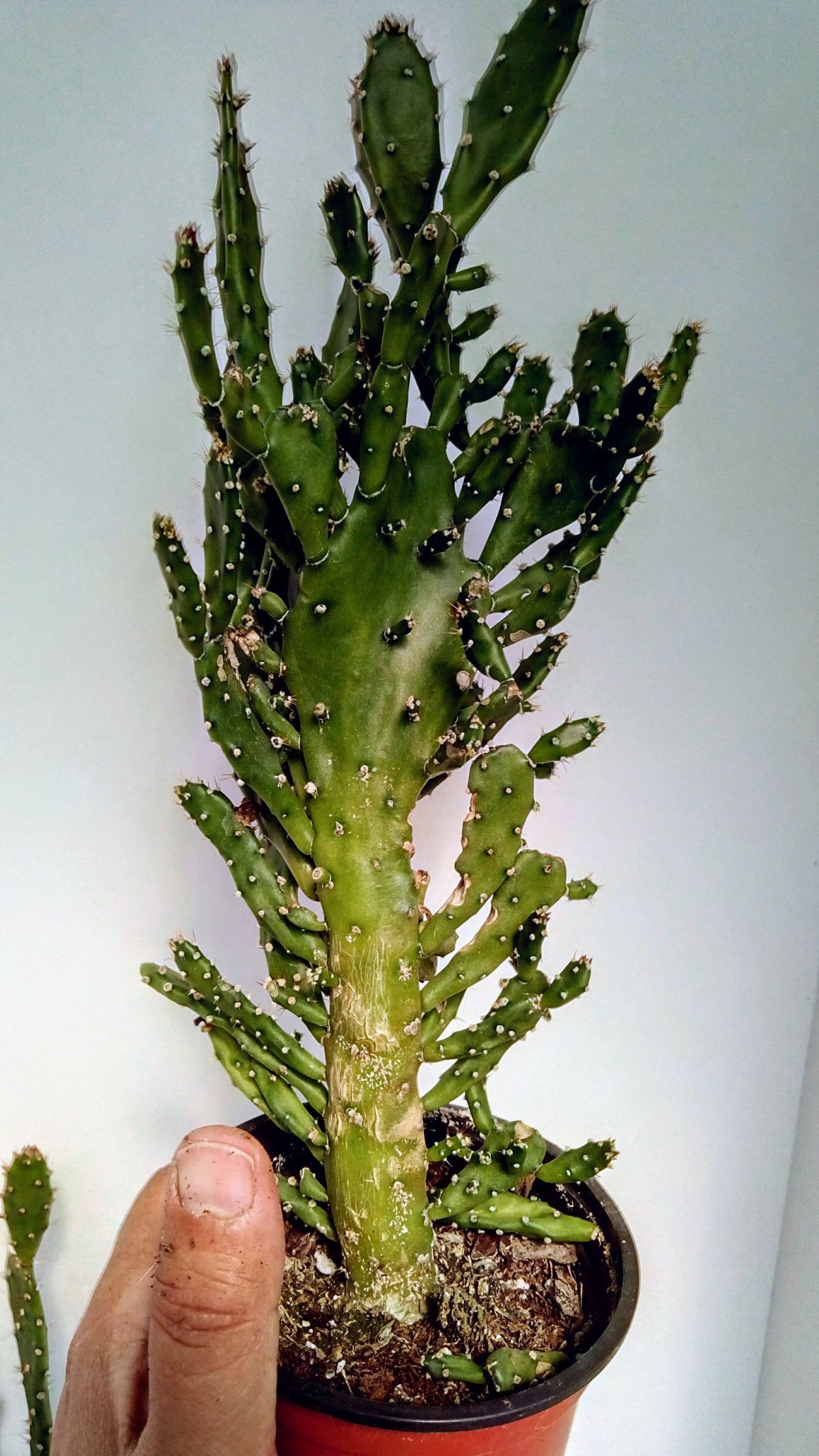 Опунция dillenii