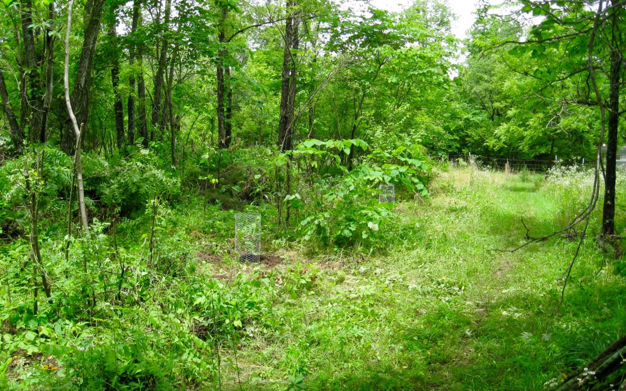 Барбарис Тунберга зимой