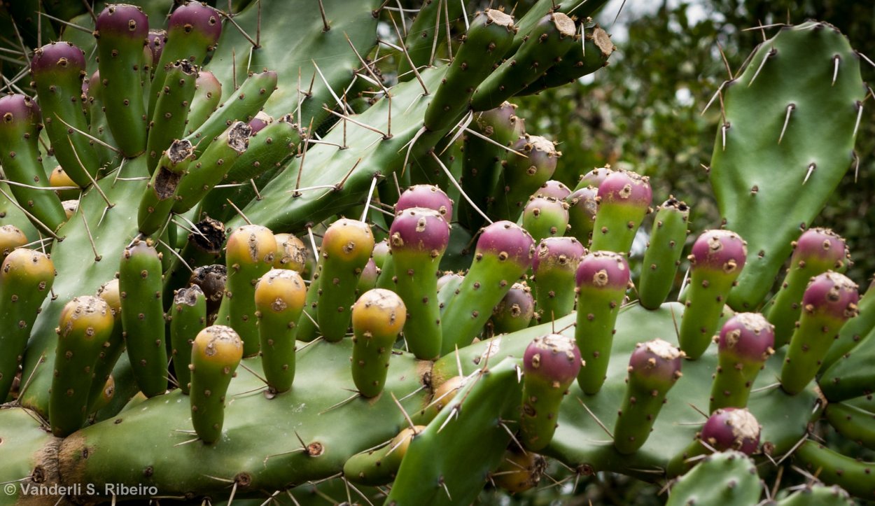 Opuntia monacantha variegata (опунция)