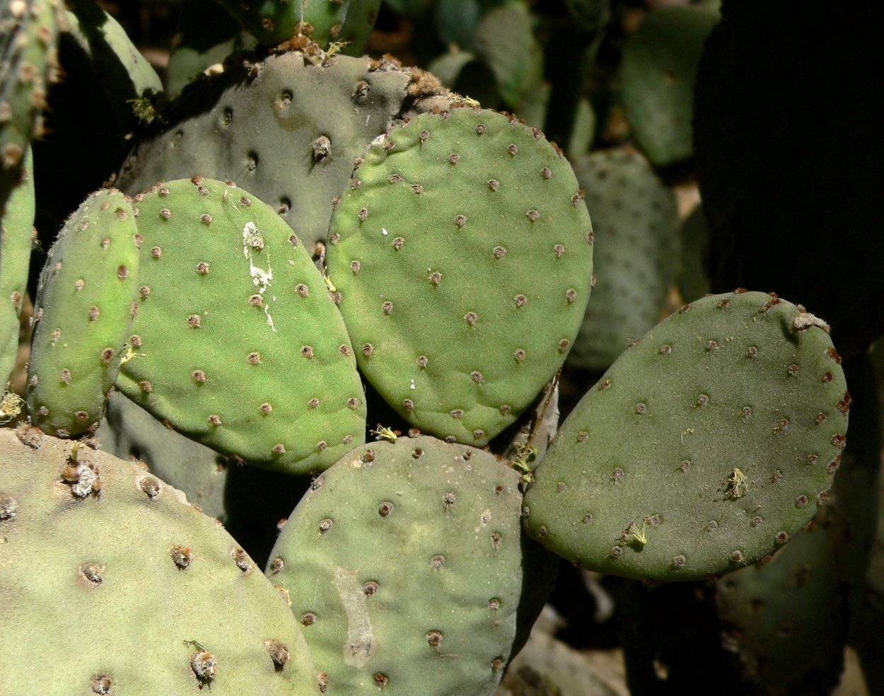 Опунция Пилана