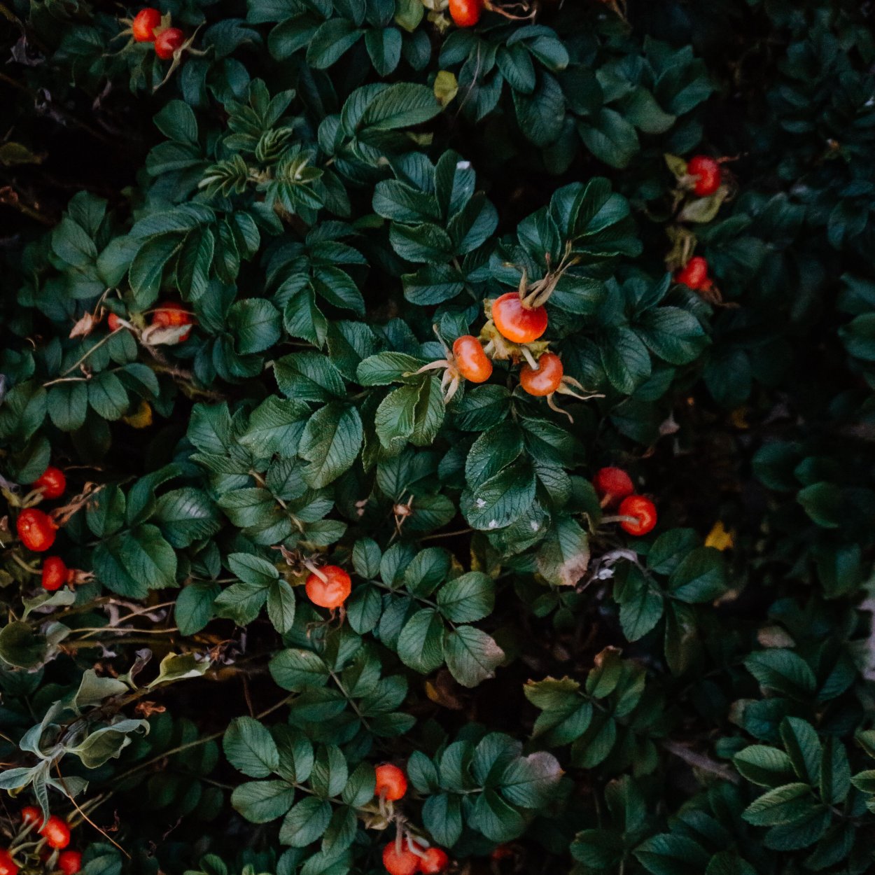 Кусты с ягодами арт