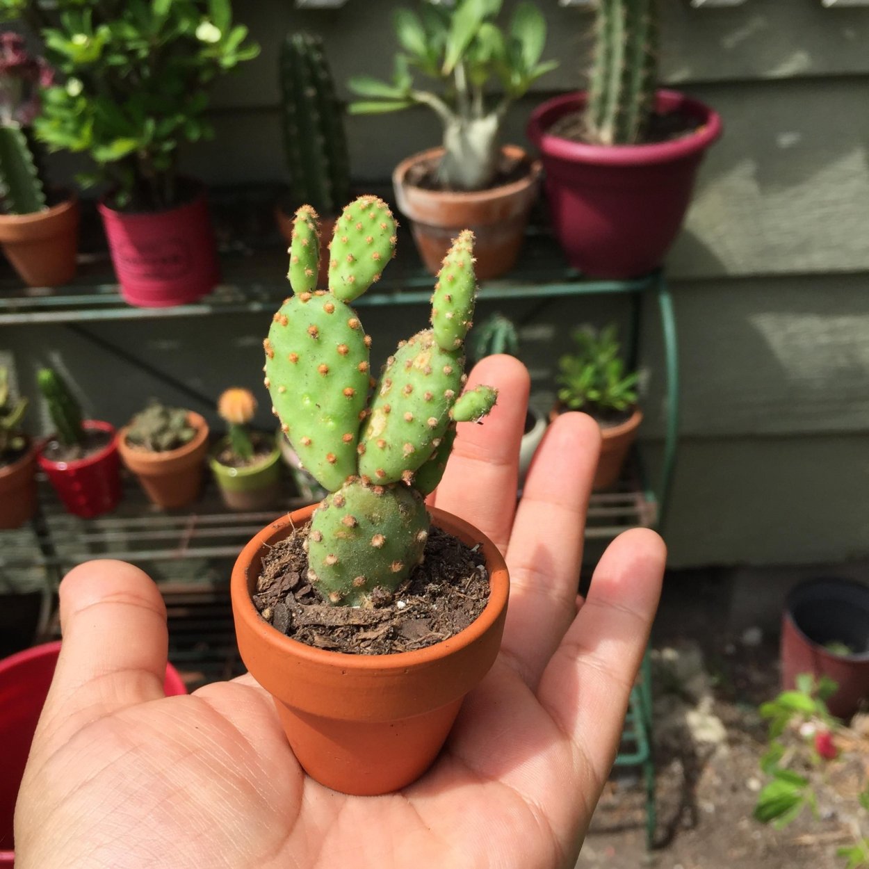 Опунция ломкая