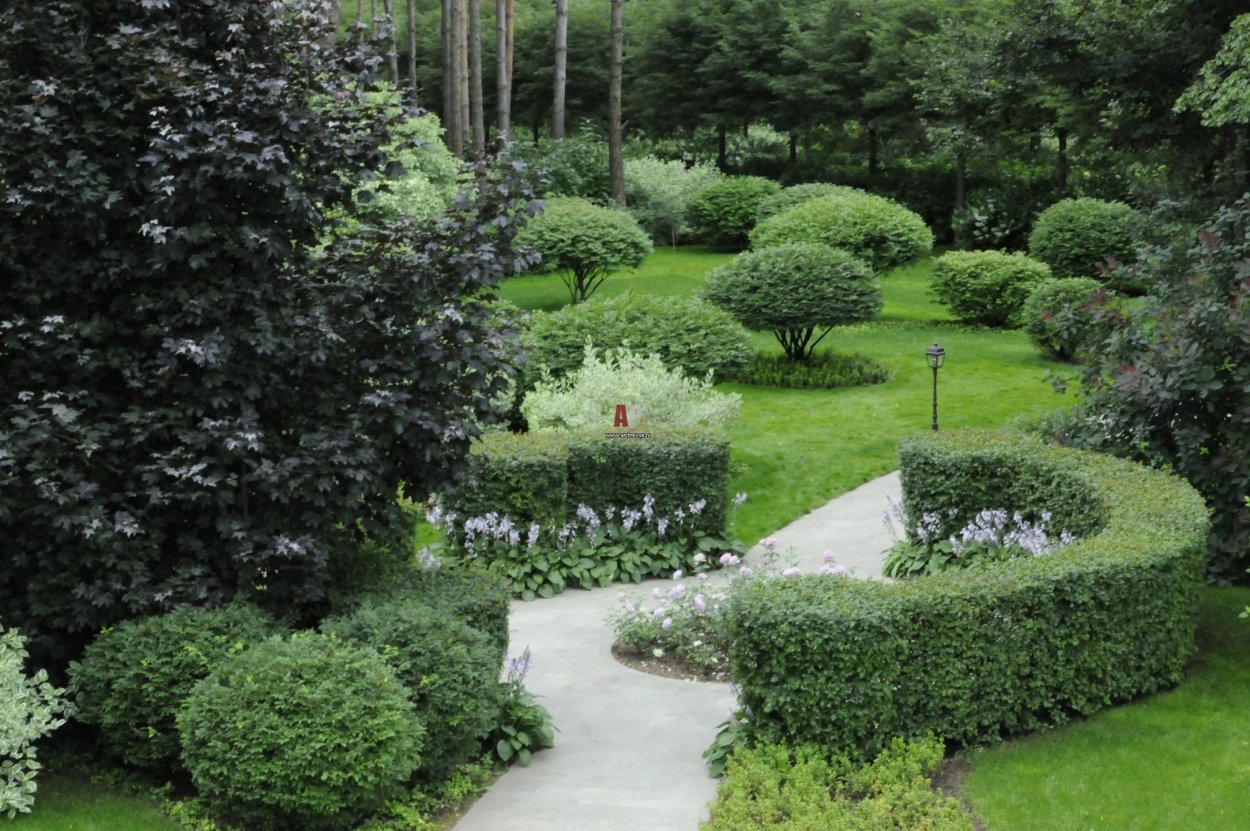 Барбарис Тунберга в ландшафте