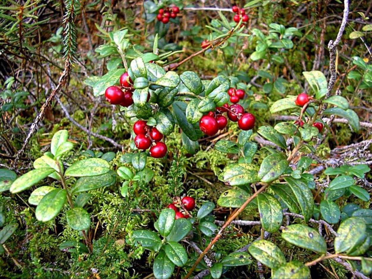 Лесные кустарниковые ягоды
