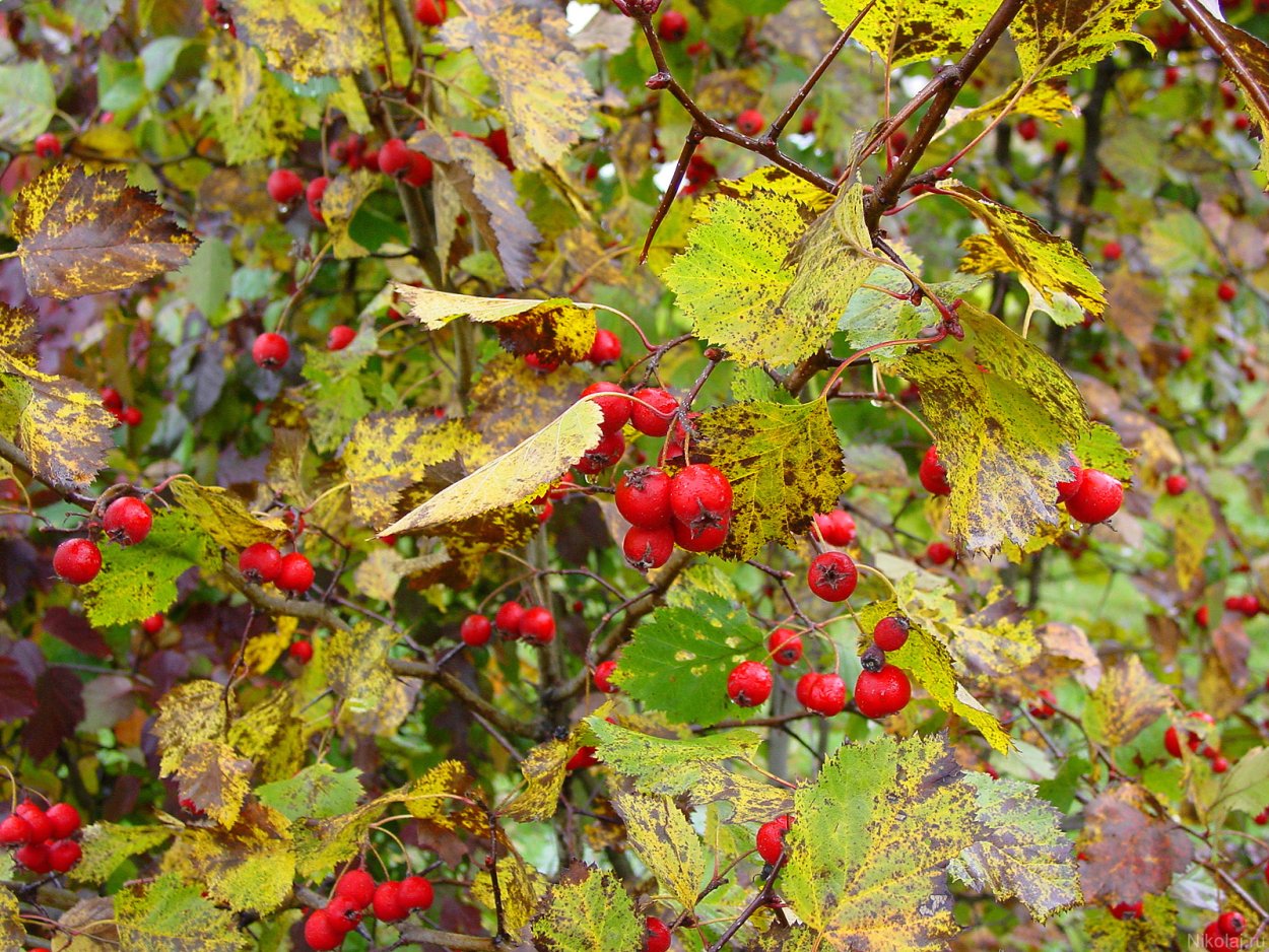Клюква Болотная куст