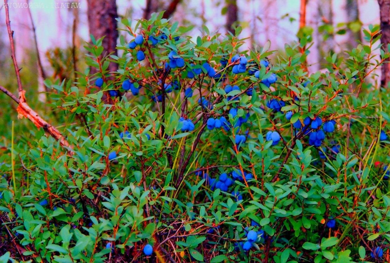 Кустарник с темно бордовыми ягодами