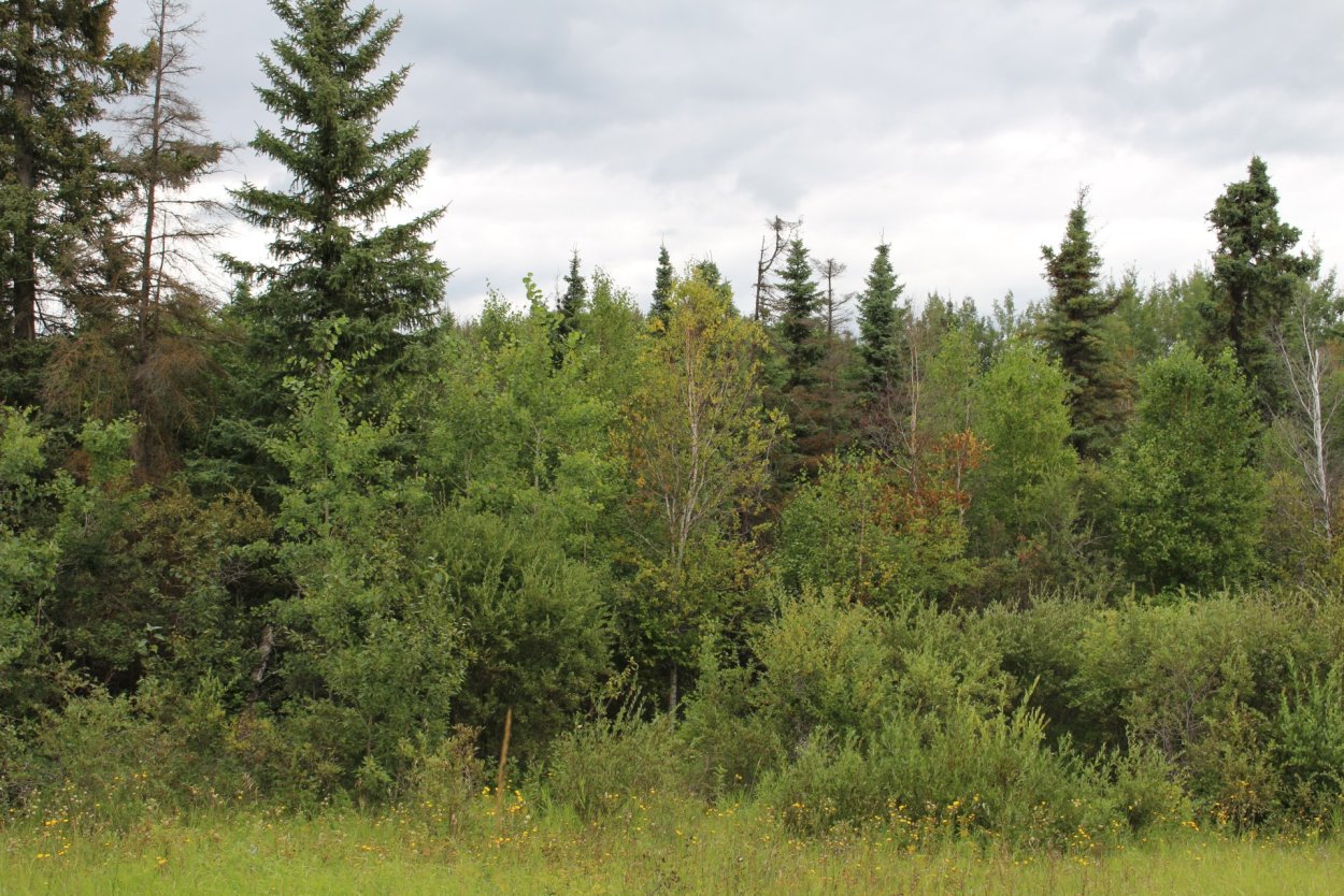 Дикорастущие кустарники Ленинградской области