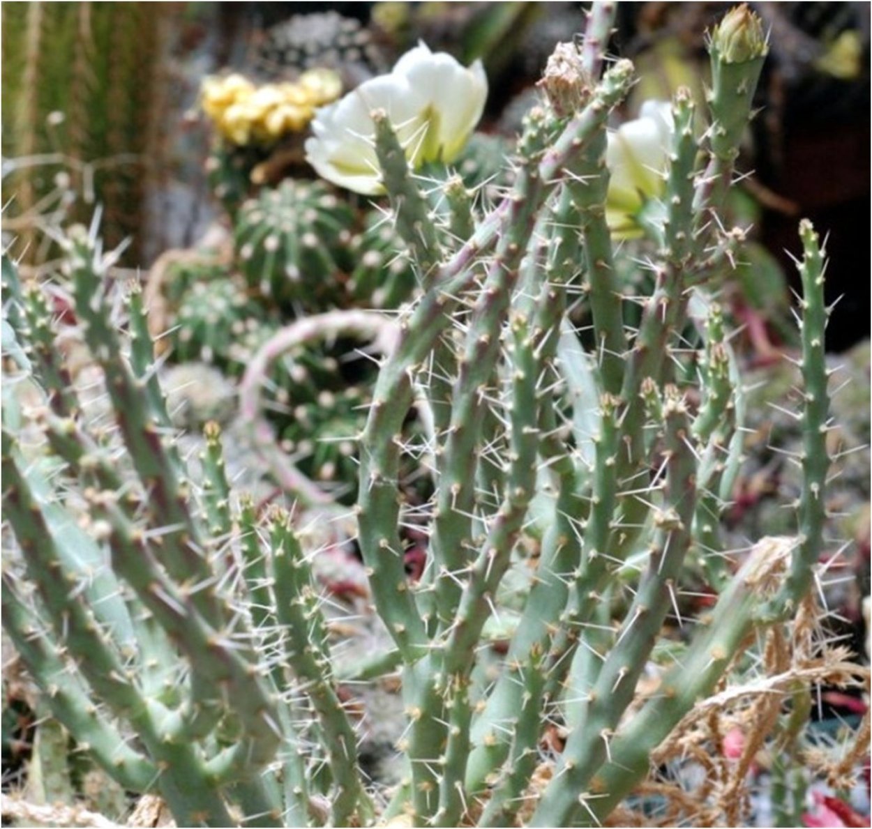 Опунция coloradoensis