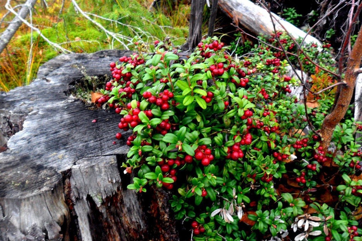Голубика кустарничек