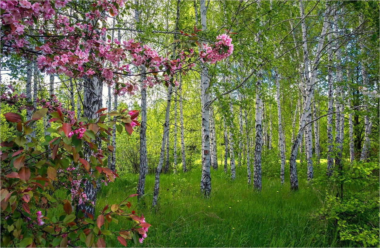 Кусты в лесу