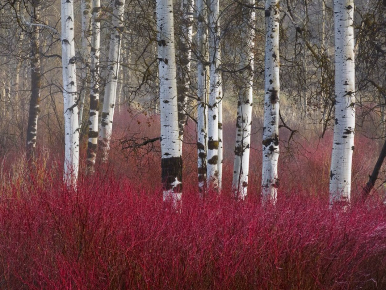 Рододендрон Даурский в березовой роще