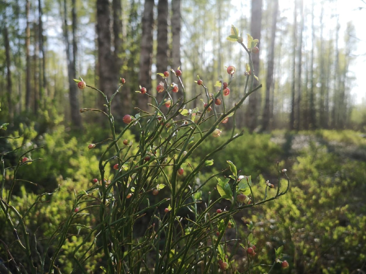 Шиповник Лесной кустарник
