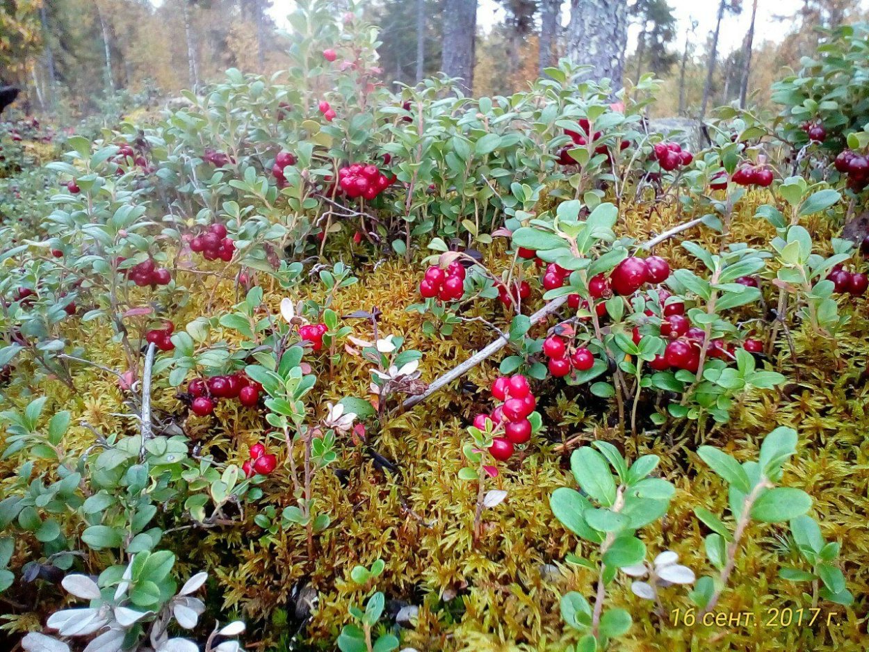 Хвойный сад Александра Верещака