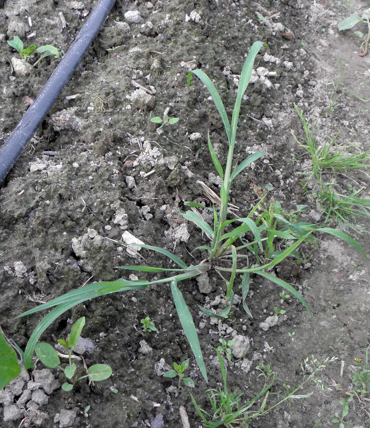 Осот огородный всходы