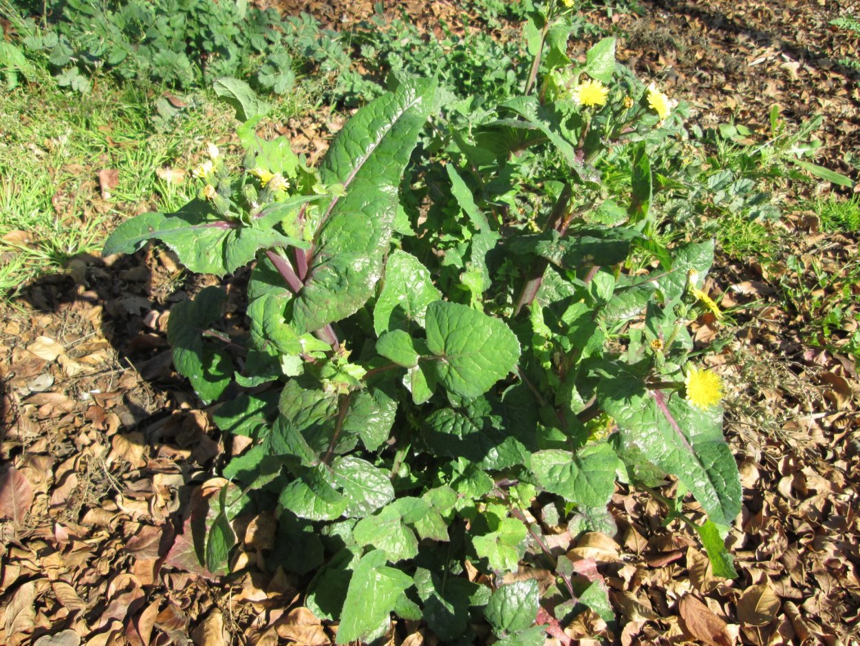 Сорняк Джимсона