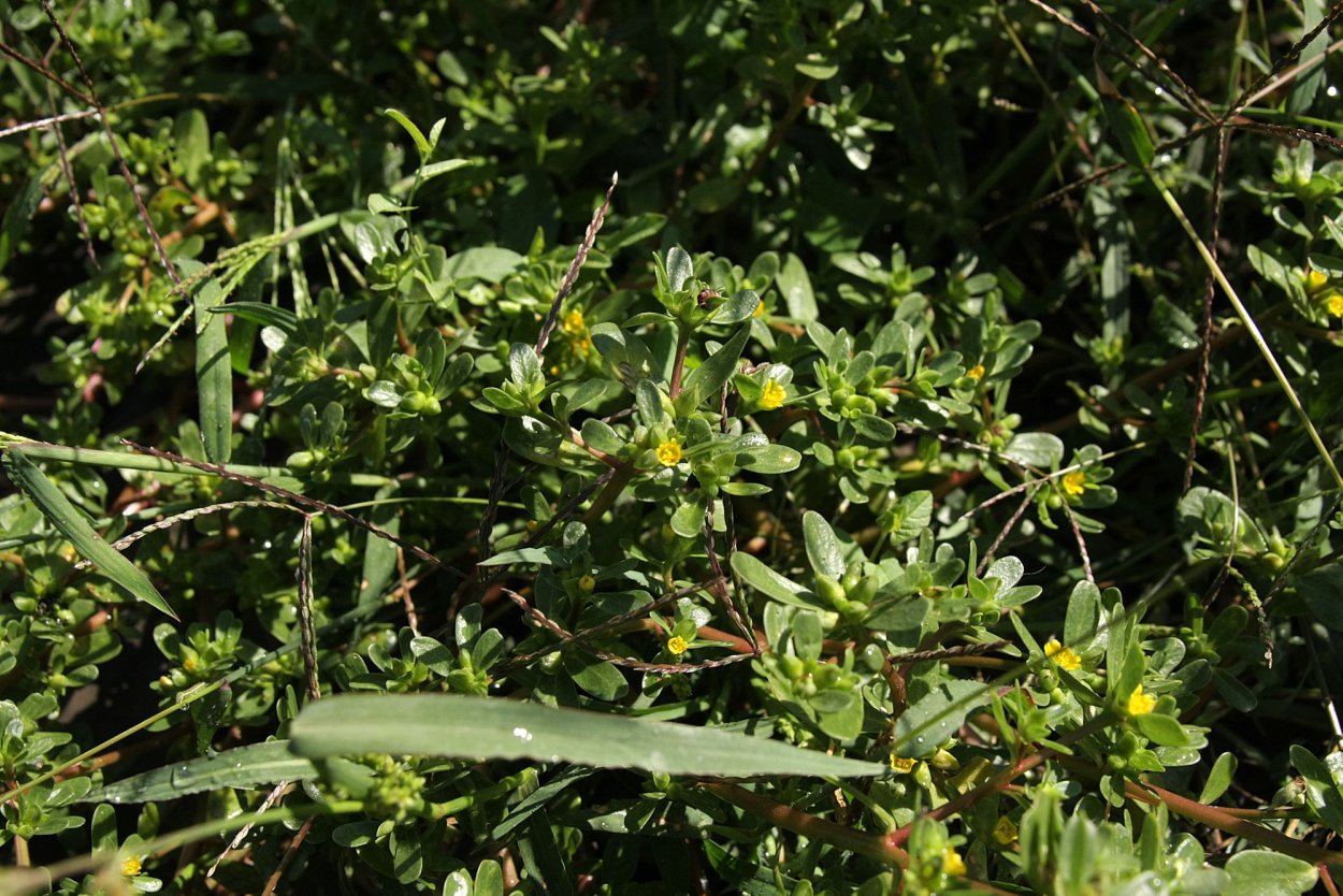 Сорняк портулак огородный лечебные