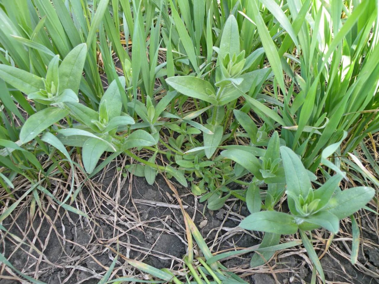 Ясколка сорняк